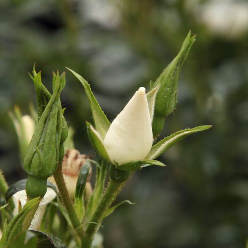 Rosa Escimo® - fehér - Apróvirágú - magastörzsű rózsafa- csüngő koronaforma